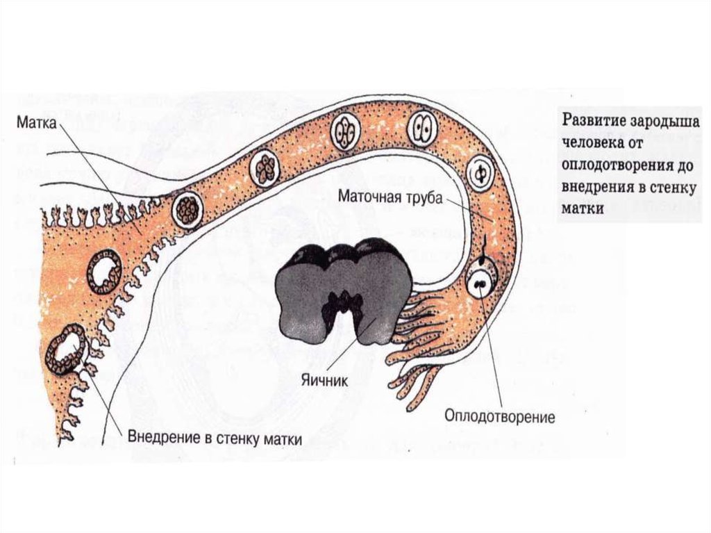 Маточные трубы. Строение стенки маточной трубы. Маточная труба человека.