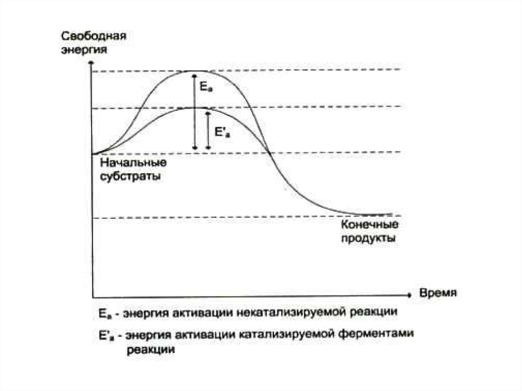 Свободных мощностей. Энергия активации ферментативной реакции реакции. Ферменты снижают энергию активации. Ферментативный катализ и энергия активации. Энергия активации ферментов график.