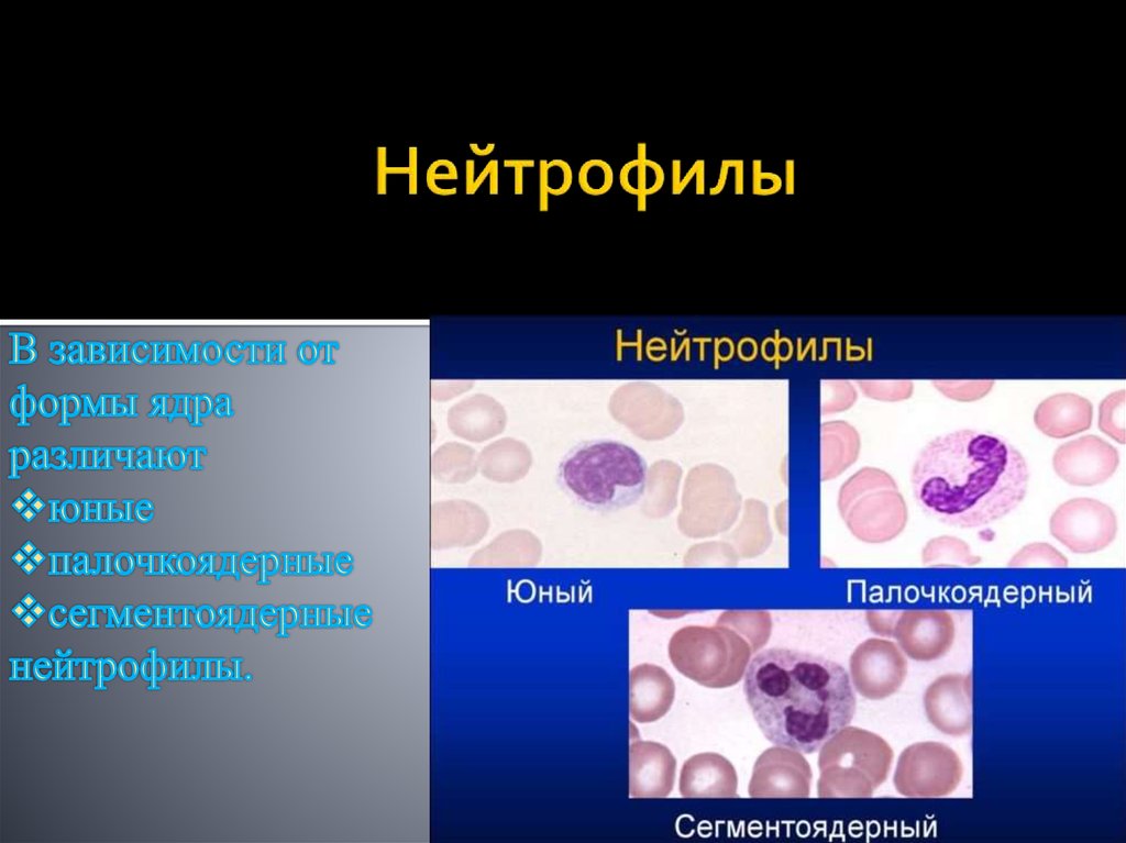 Нейтрофилы это. Нейтрофильные гранулоциты (нейтрофилы). Сегментоядерные нейтрофилы морфология. Сегментоядерные нейтрофилы строение. Нейтрофильные гранулоциты морфология.