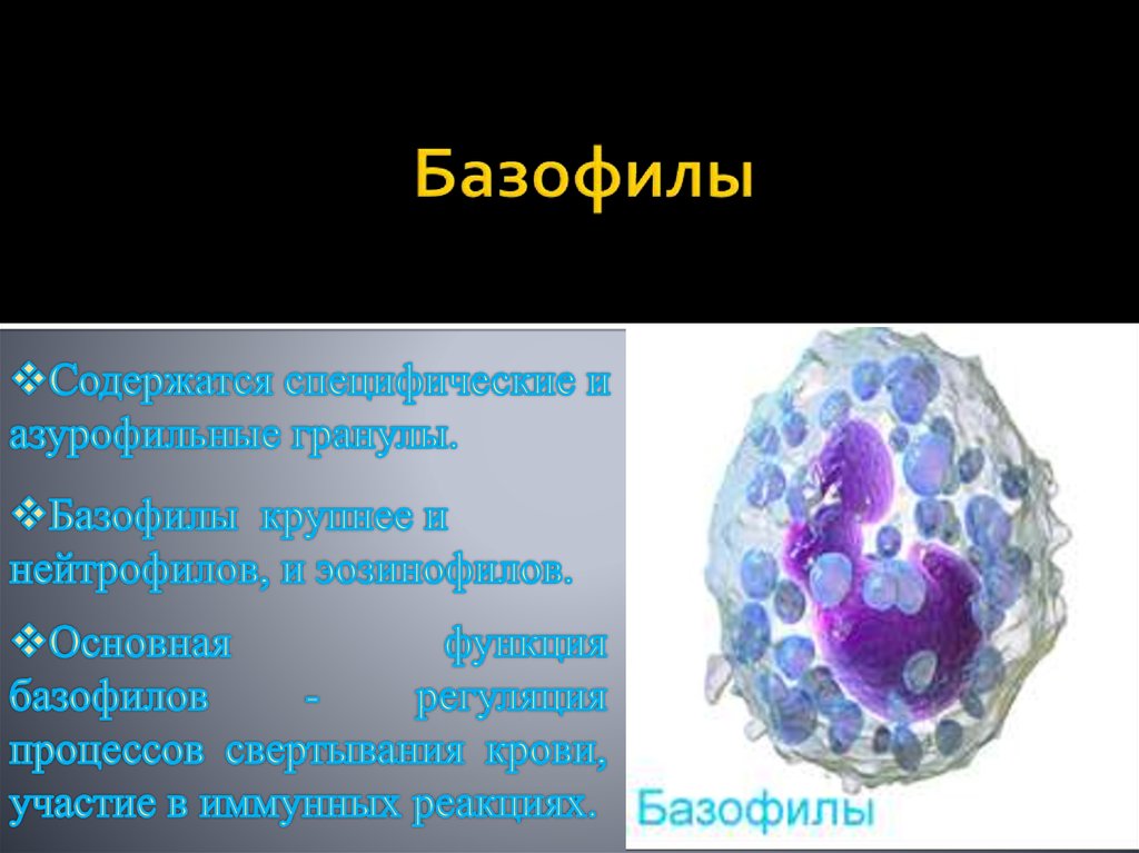 Базофилы это. Базофильные гранулоциты морфология. Базофильные гранулоциты (базофилы). Азурофильные гранулы базофилов. Базофильный гранулоцит строение.