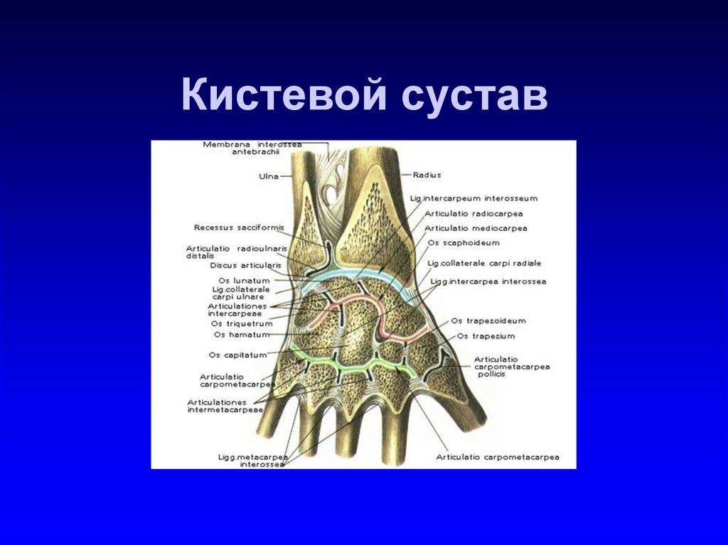 Запястно пястный сустав. Запястно пястный сустав анатомия. Запястно-пястные суставы кисти анатомия. Классификация запястно пястного сустава. Движения в запястно пястном суставе.