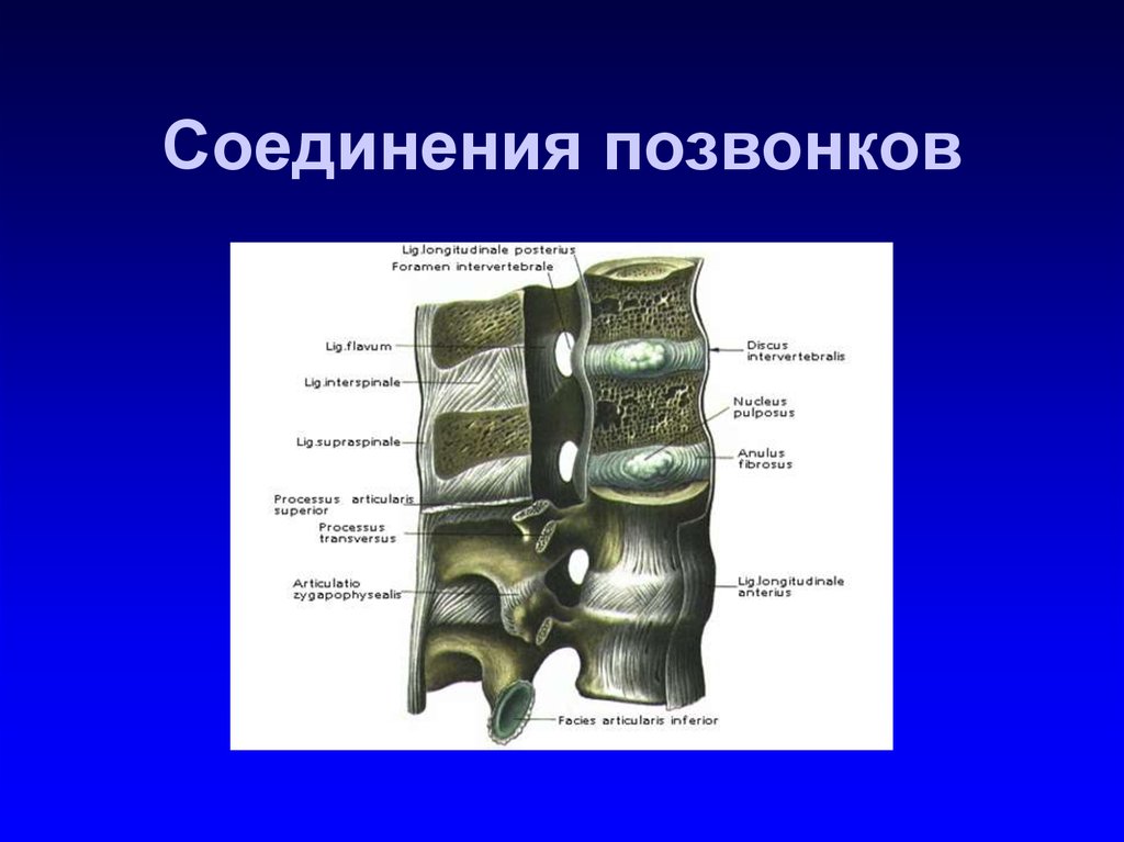 Соединения позвоночника суставы. Соединение позвонков вид сбоку. Соединения тел позвонков анатомия. Соединения костей позвоночного столба. Суставные отростки позвонков соединяются.