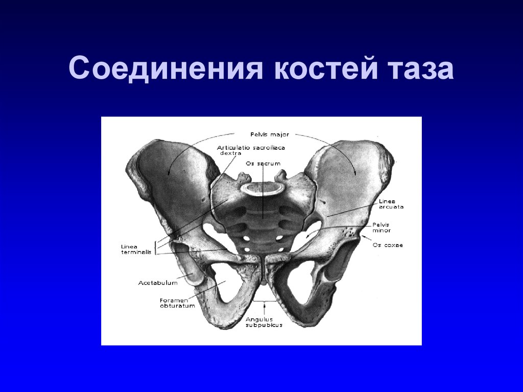Соединение лобковых костей. Соединение костей пояса нижней конечности вид спереди. Соединение костей малого таза. Кости таза Тип соединения костей. Соединения тазового пояса.