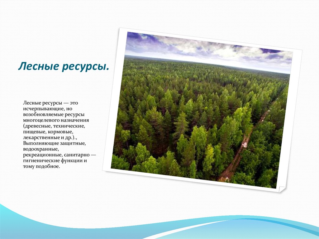 Лесное богатство россии. Лесные ресурсы. Древесные Лесные ресурсы. Лесные ресурсы презентация. Лесные ресурсы это в географии.