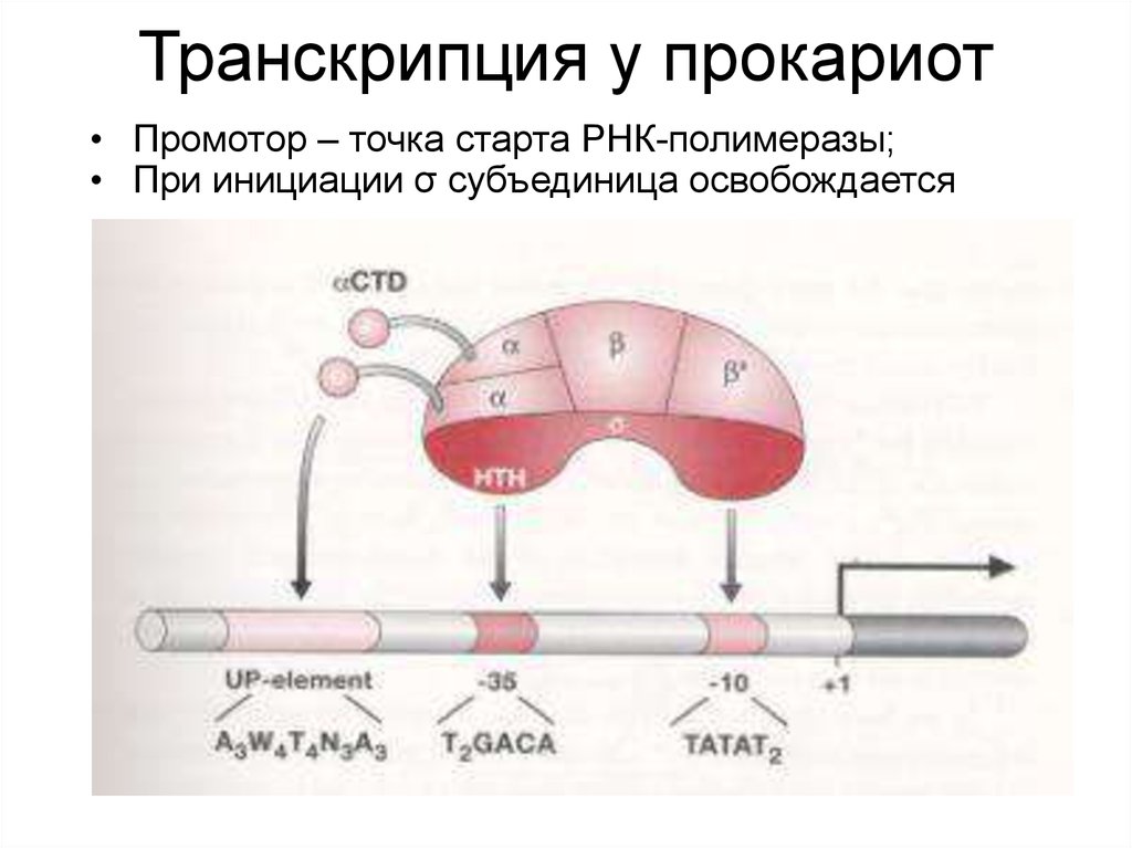 Действие транскрипция