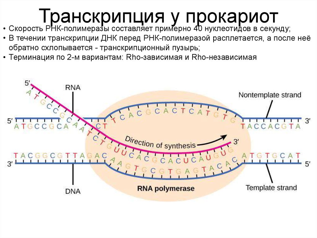 Механизм транскрипции. Процессы транскрипции и трансляции у прокариот и эукариот. Механизм транскрипции у прокариот. Результат процесса транскрипции у прокариот. Механизм и этапы транскрипции у прокариот.