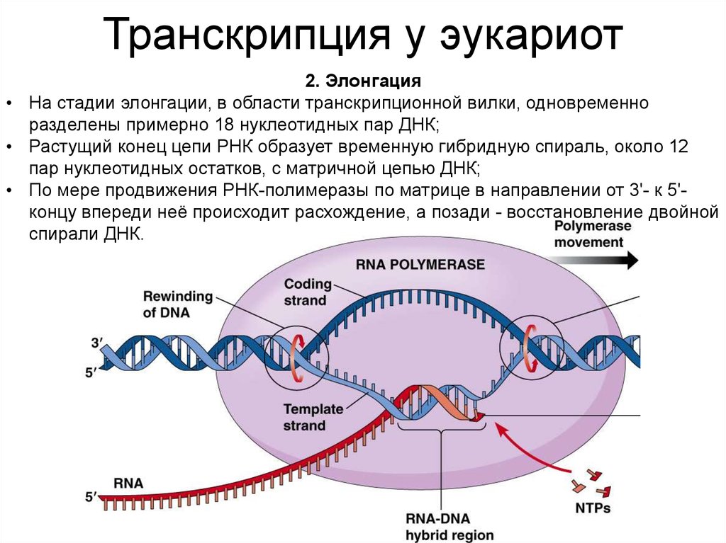 Биосинтез гена