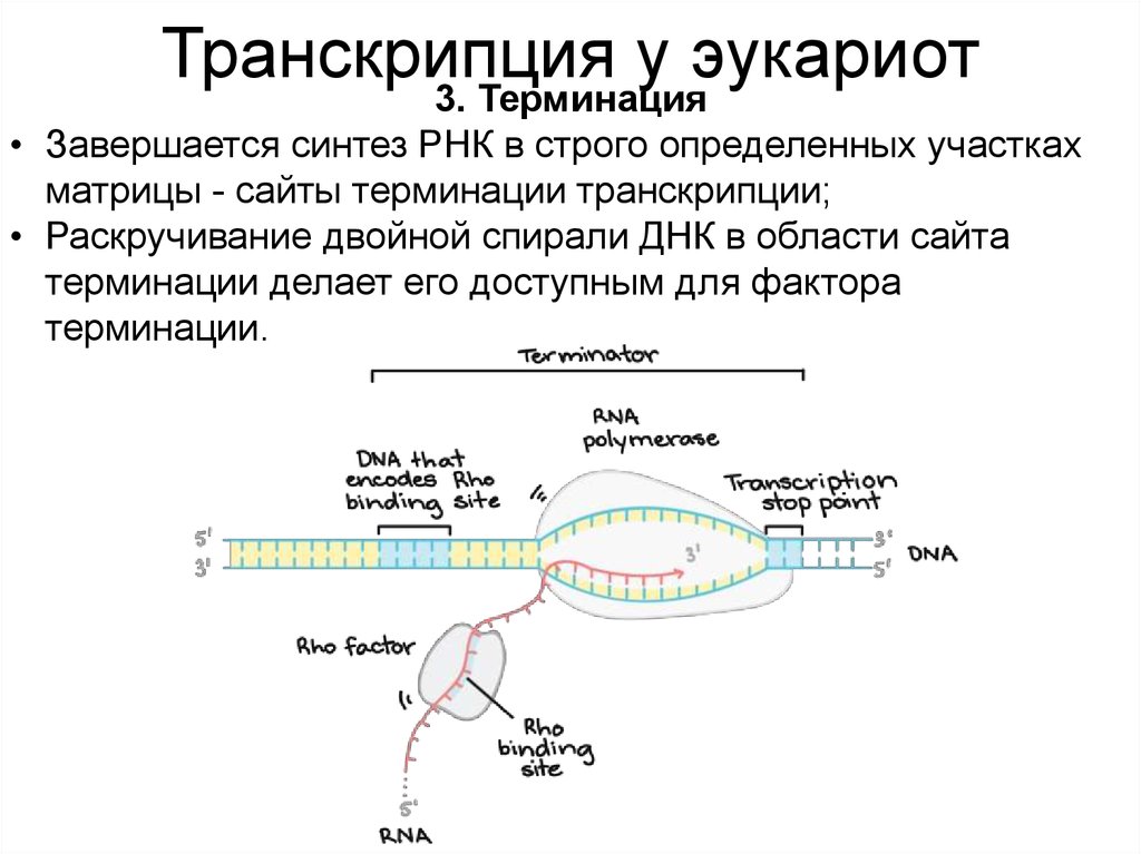 Транскрипция ирнк у эукариот последовательность. Терминация транскрипции у эукариот. Транскрипция ДНК У эукариот. Терминация транскрипции ДНК. Процесс транскрипции и-РНК У эукариот.