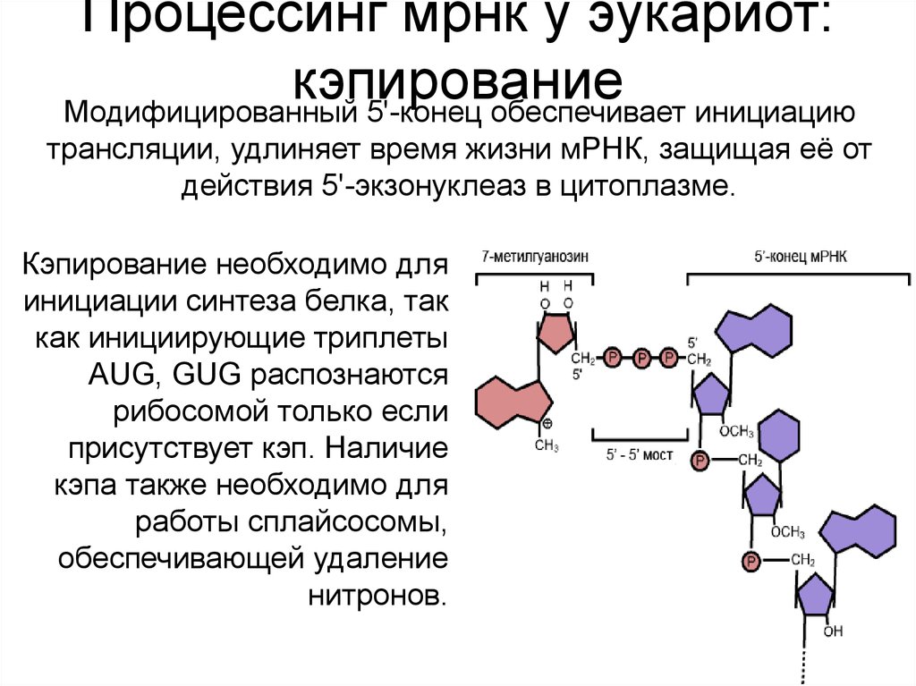 Особенности трансляции у эукариот. Этапы процессинга МРНК У эукариот. Процессинг МРНК У эукариот. Кэпирование РНК. Процессинг м РНК У эукариот.