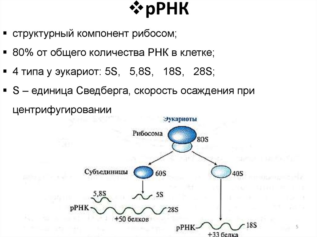 Рибосомная рнк рисунок