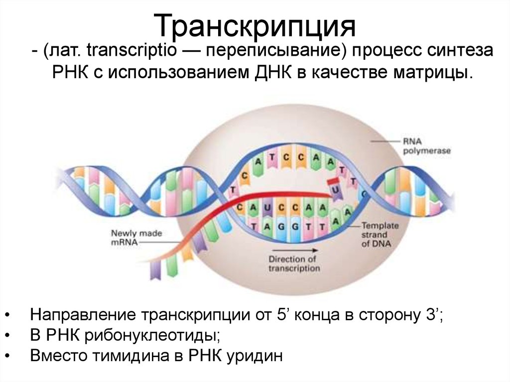 На матрице рнк происходит. Транскрипция ДНК В РНК процесс. Схема транскрипции ИРНК на ДНК. Процесс транскрипции в биологии. Транскрипция Синтез ИРНК на ДНК матрице.