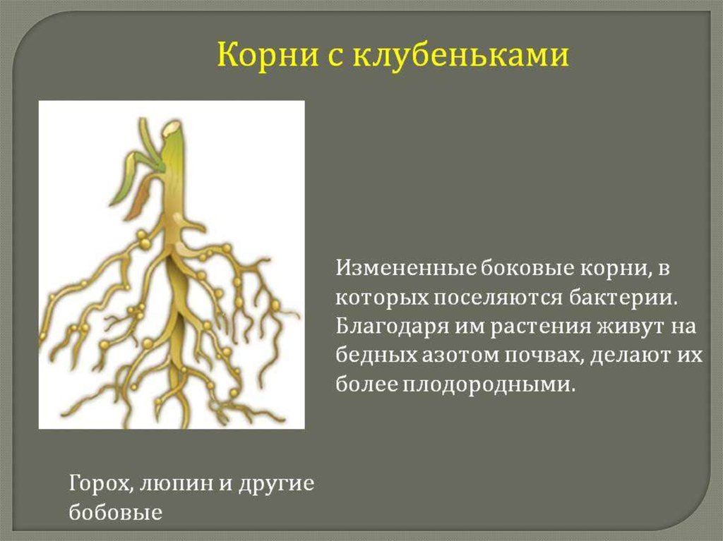 Каково значение этой структуры в жизнедеятельности корня. Бактериальные клубеньки бобовых. Корневые клубеньки видоизменение. Бактериальные клубеньки видоизменения.