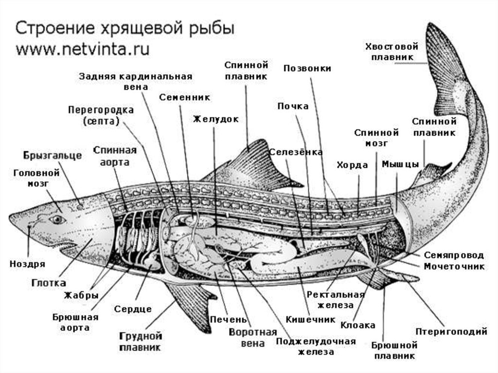 Мозг хрящевых рыб. Пищеварительная система хрящевых рыб схема. Строение костных рыб и хрящевых рыб. Пищеварительная система акулы схема. Внутреннее строение хрящевых рыб.