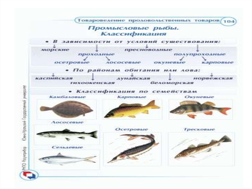 Классификация морепродуктов схема