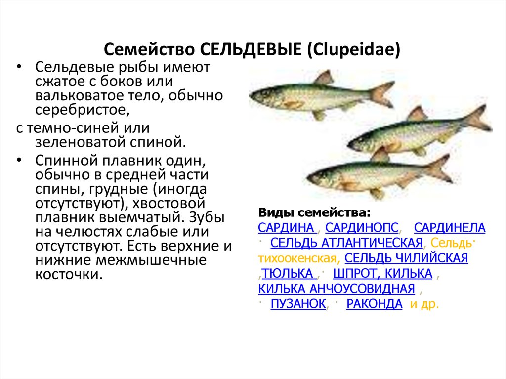 Лососевые рыбы по ценности. Семейство сельдевые представители. Сельдевые характеристика. Семейство сельдевых рыб список. Рыба семейства сель.