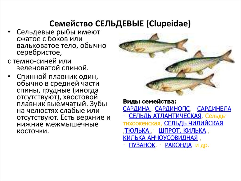 Семейство Осетровых Рыб Фото