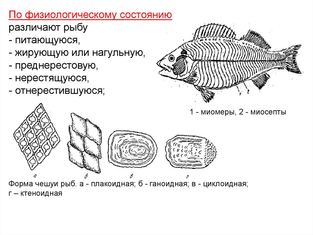 Форель внутренности строение картинки