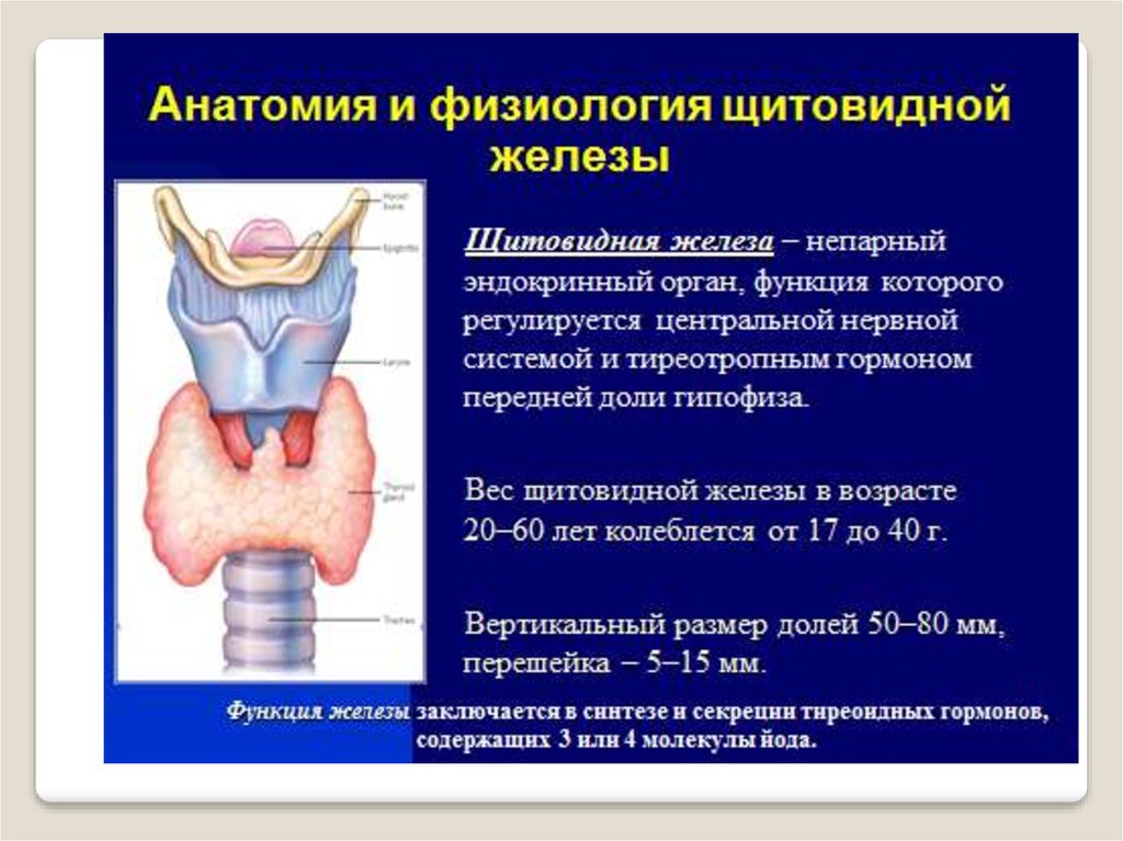 Щитовидная железа биология 8 класс. Анатомическое строение щитовидной железы. Эндокринная система щитовидная железа анатомия. Функции щитовидной железы физиология кратко. Анатомия щитовидной железы кратко.
