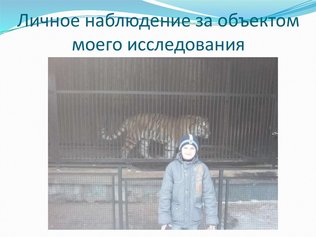 Личное наблюдение за объектом моего исследования