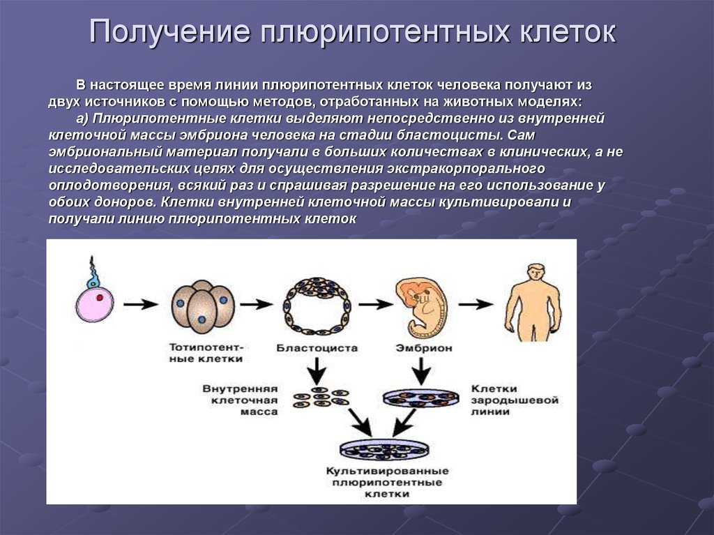 Общая масса клеток в человеке. Плюрипотентные клетки это. Мультипотентные клетки. Плюрипотентные стволовые клетки человек. Плюрипотентные клетки характеризуются –.