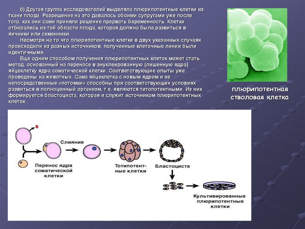Процесс соматической клетки. Плюрипотентность стволовых клеток. Плюрипотентная стволовая клетка. Стволовые клетки полипотентные плюрипотентные. Плюрипотентные клетки это.