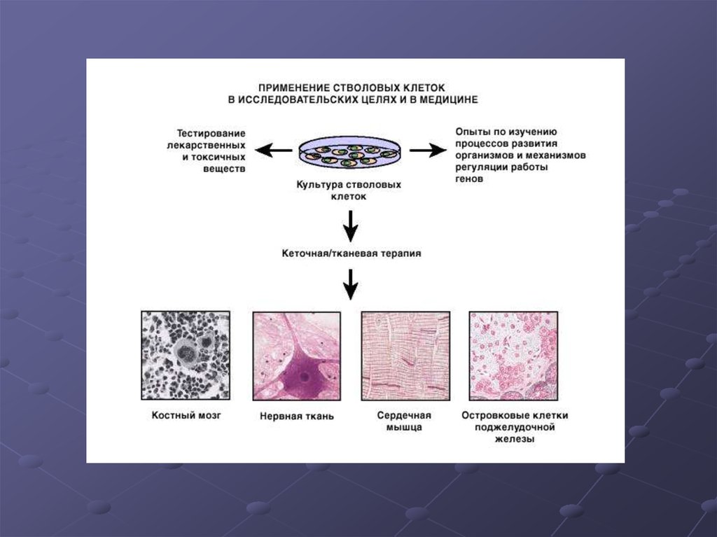 Клетка использует. Схема культивирования стволовых клеток. Практическое использование стволовых клеток. Применение стволовых клеток в медицине. Преимущества использования стволовых клеток.