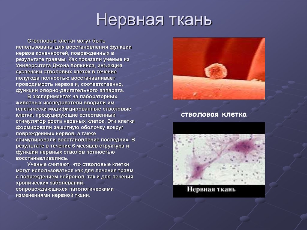 Регенерация нервной ткани презентация