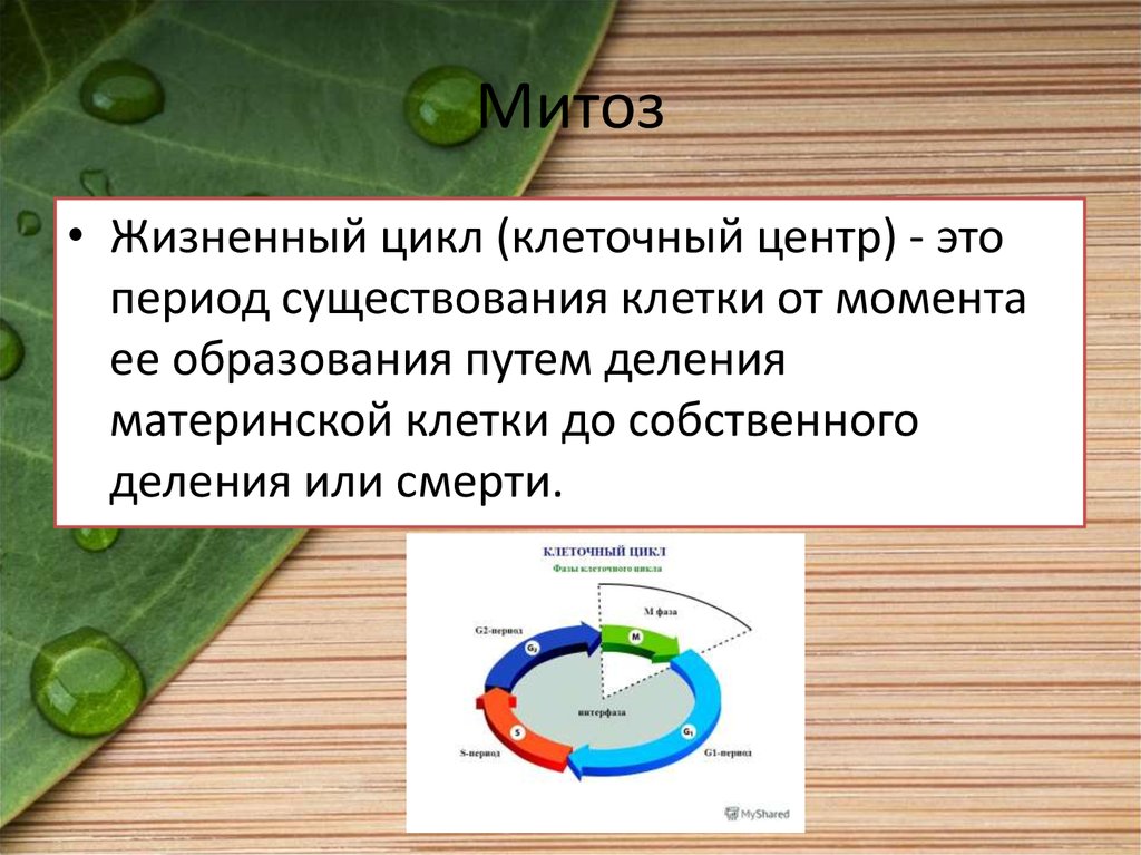 Митоз