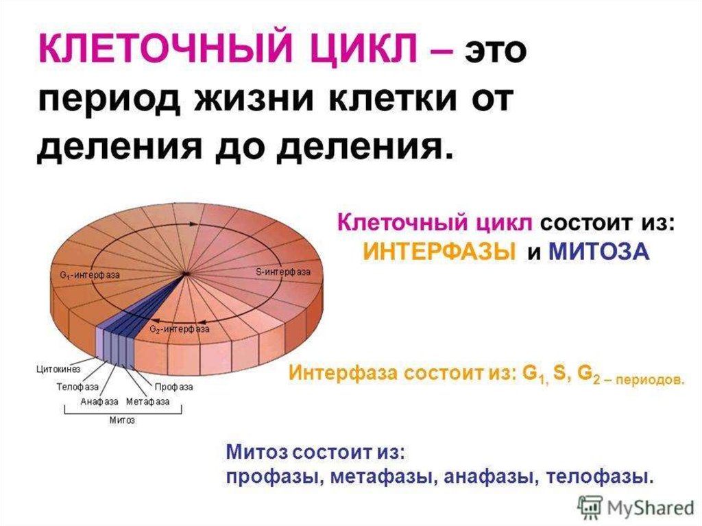 Периоды цикла клетки. Клеточный цикл состоит из. Периоды жизни клетки. Периоды жизненного цикла клетки. Клеточный цикл и его периоды.