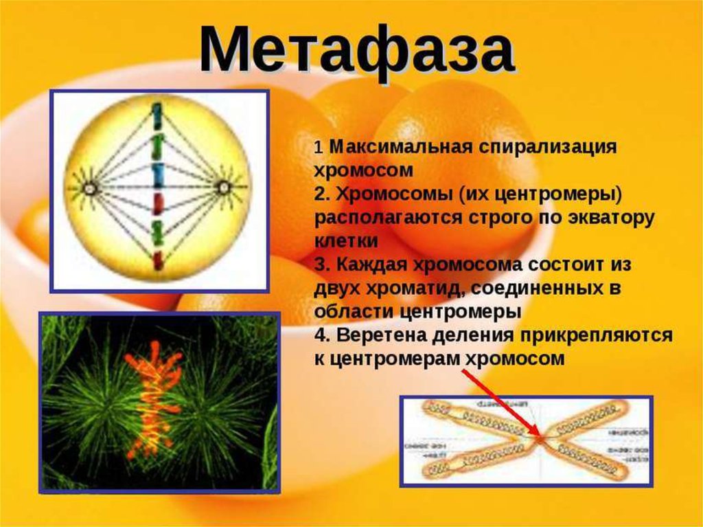 Метафаза 1 хромосомы. Прометафаза метафаза Веретено деления. Метафаза II хромосомный набор. Хромосомы в метафазу 2. Особенности метафазы.