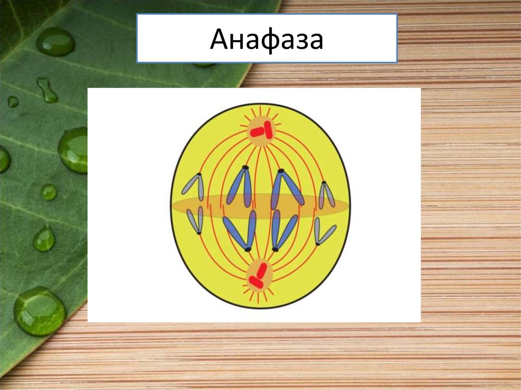 Анафаза митоза схема. Процессы анафазы. Анафаза 1 и 2. Процессы анафазы. Анафаза фаза.