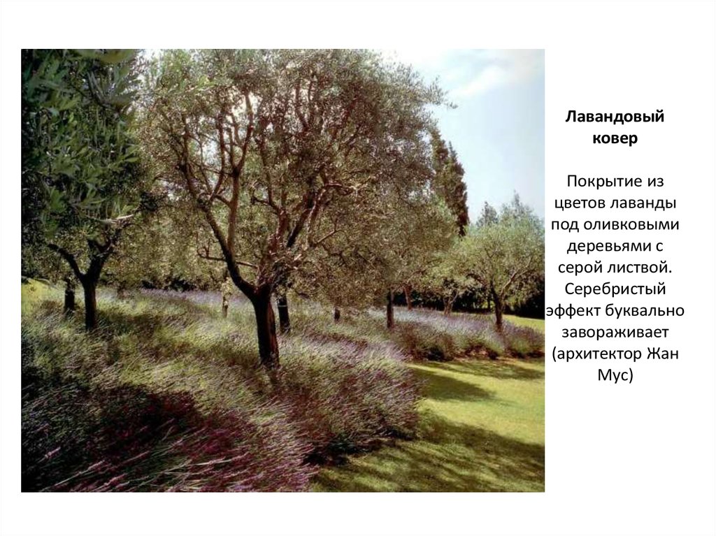 Лавандовый ковер Покрытие из цветов лаванды под оливковыми деревьями с серой листвой. Серебристый эффект буквально завораживает