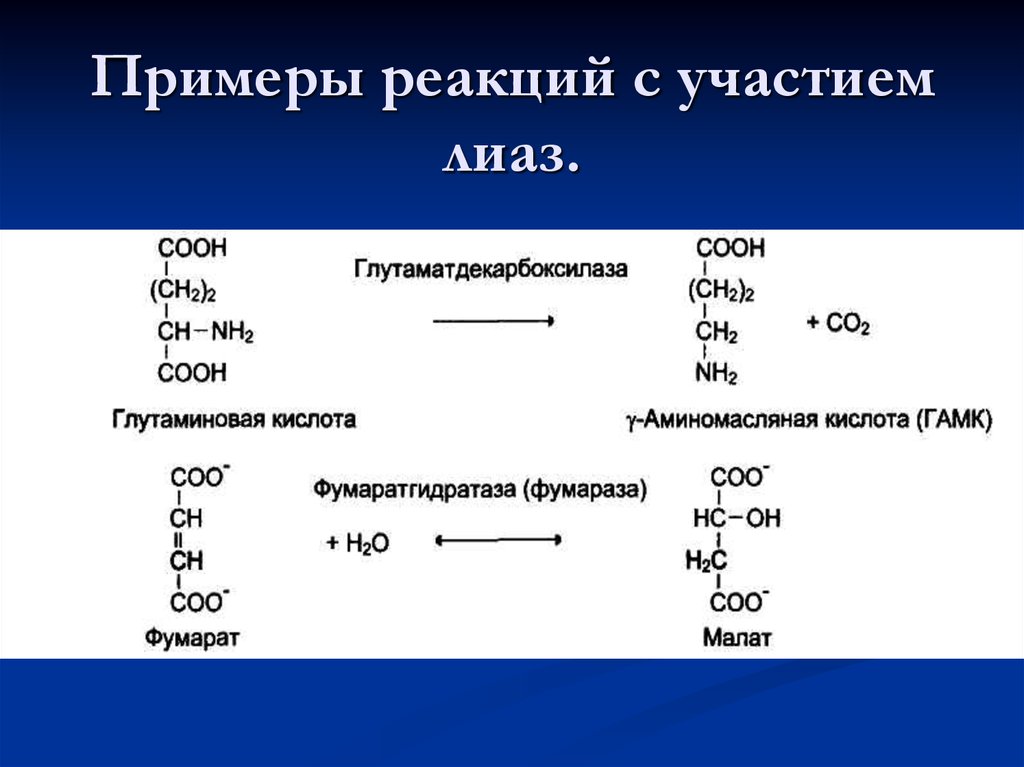 Ферменты примеры реакций. Ферменты класса ЛИАЗ. Примеры ЛИАЗЫ ферментов реакции. ЛИАЗЫ реакции катализируемые ферментами. ЛИАЗЫ катализируют реакции.
