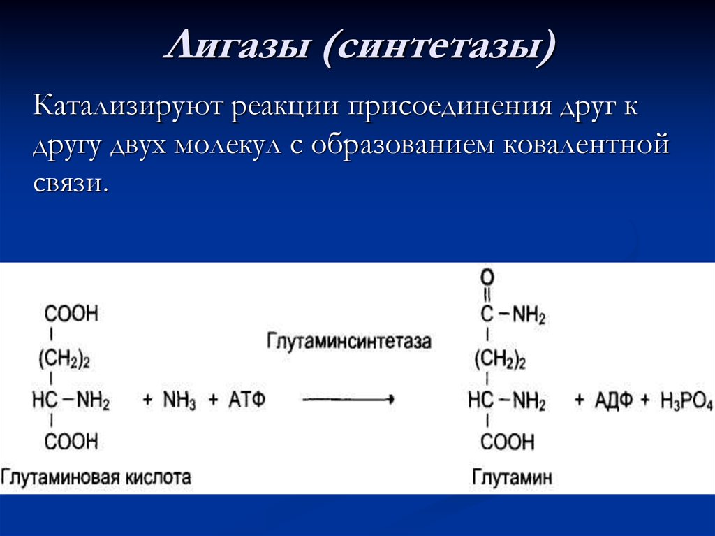 Ферменты катализирующие синтез. Примеры реакции лигаза ферментов. Реакция фермента синтетаза. Лигазы синтетазы. Синтетаза это фермент.