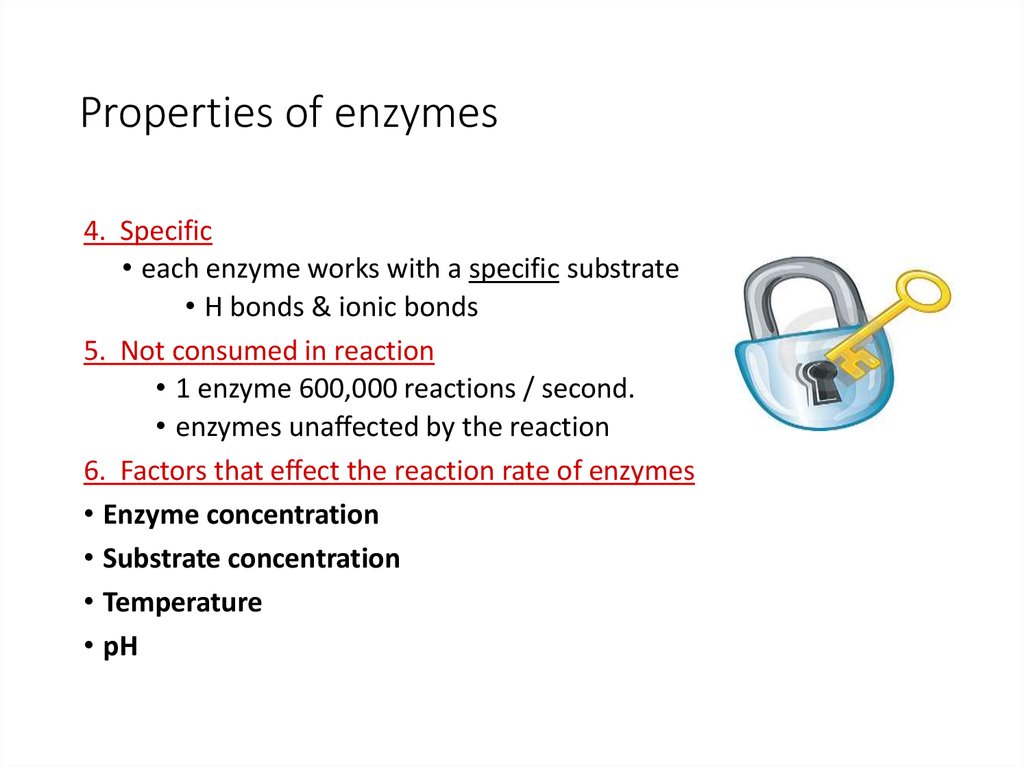 G11 Biology 20172018 Enzymes презентация онлайн