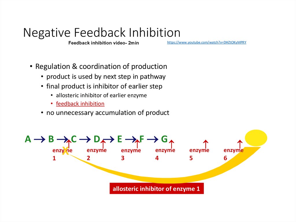 g11-biology-2017-2018-enzymes-online-presentation