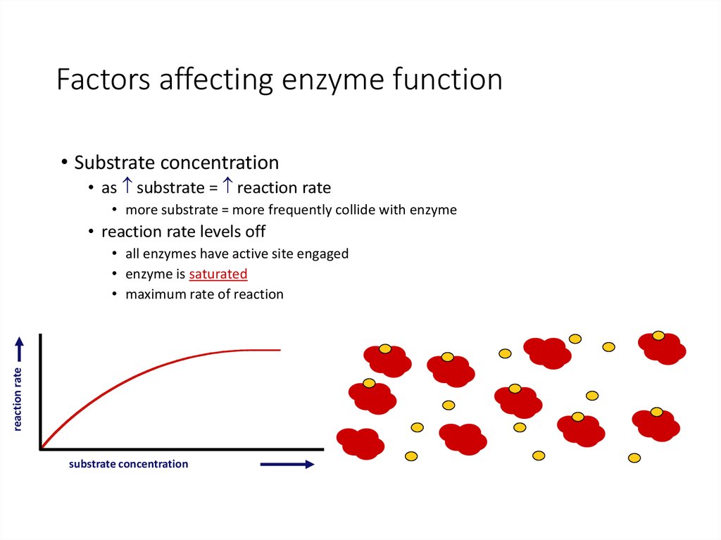 Factors affecting enzyme function.