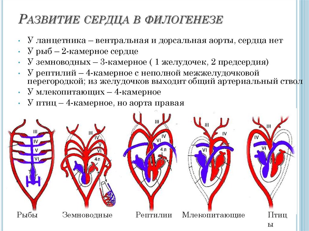 У каких хордовых двухкамерное сердце. Филогенез кровеносной системы хордовых кратко. Эволюция кровеносной системы пороки развития. Эволюция кровеносной системы позвоночных пороки развития. Эволюция кровеносной системы позвоночных животных схема.