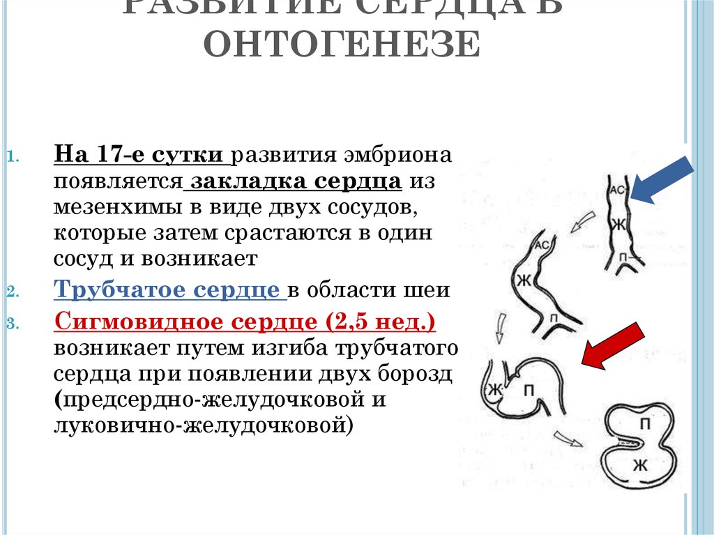 РАЗВИТИЕ СЕРДЦА В ОНТОГЕНЕЗЕ