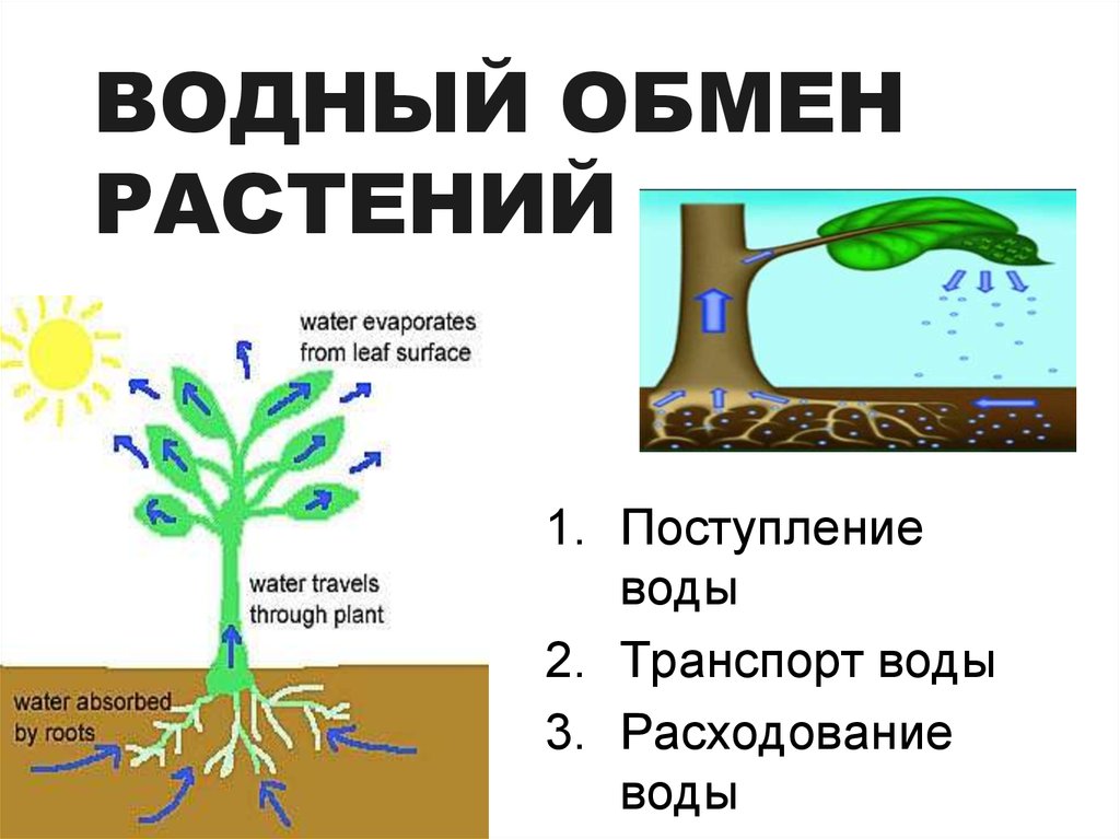 Как происходит поступление воды в лист. Водный обмен растений. Водообмен растений. Поглощение воды растением. Водный режим растений.