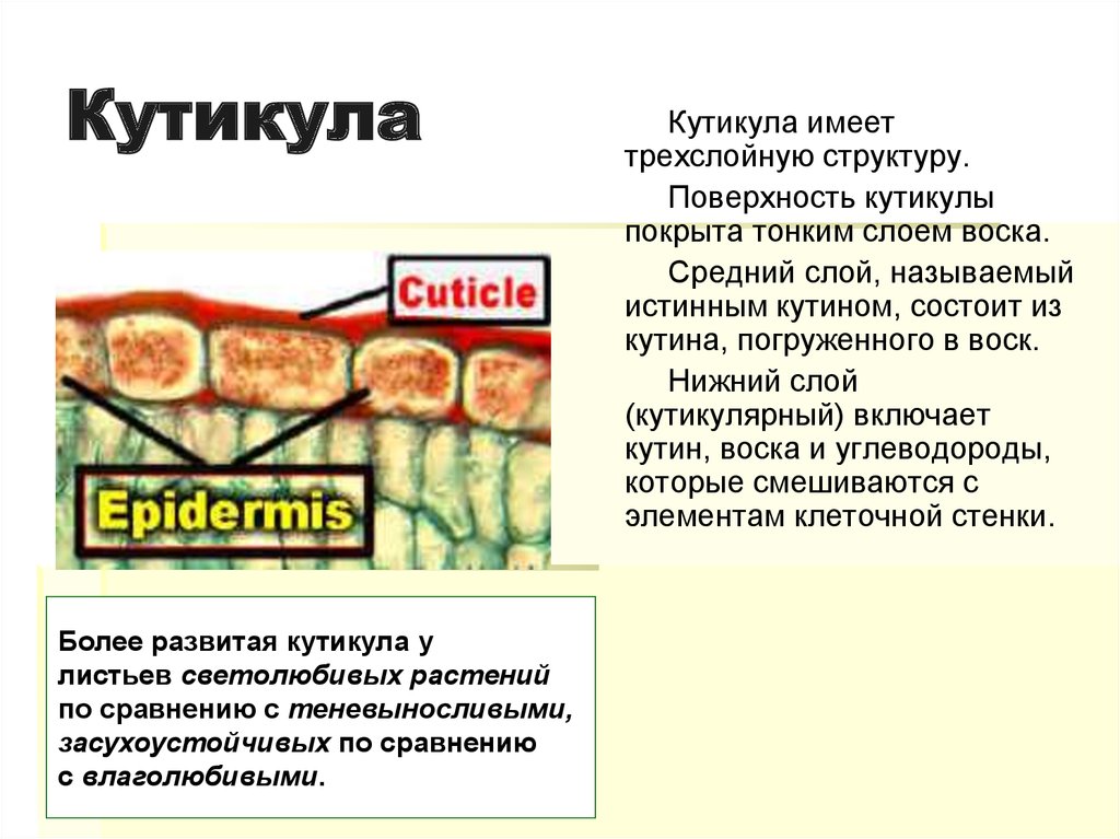 Кутикула покрывает