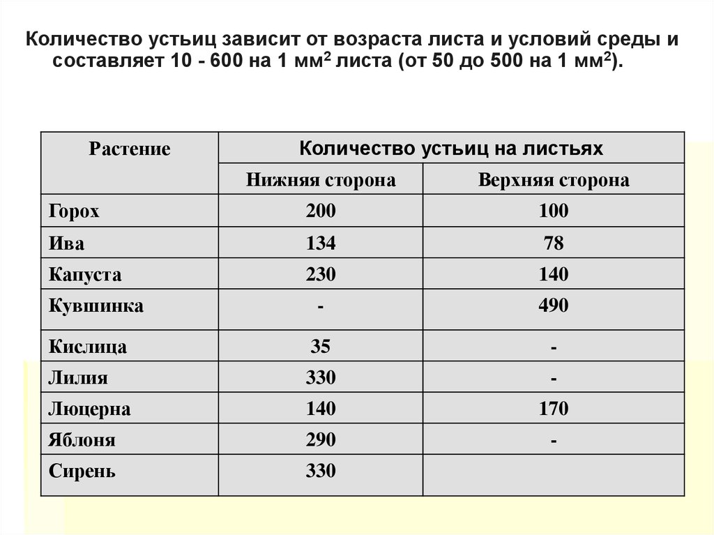 Какое количество может. Число устьиц. Число устьиц на листе. Таблица количество устьиц. Много устьиц.