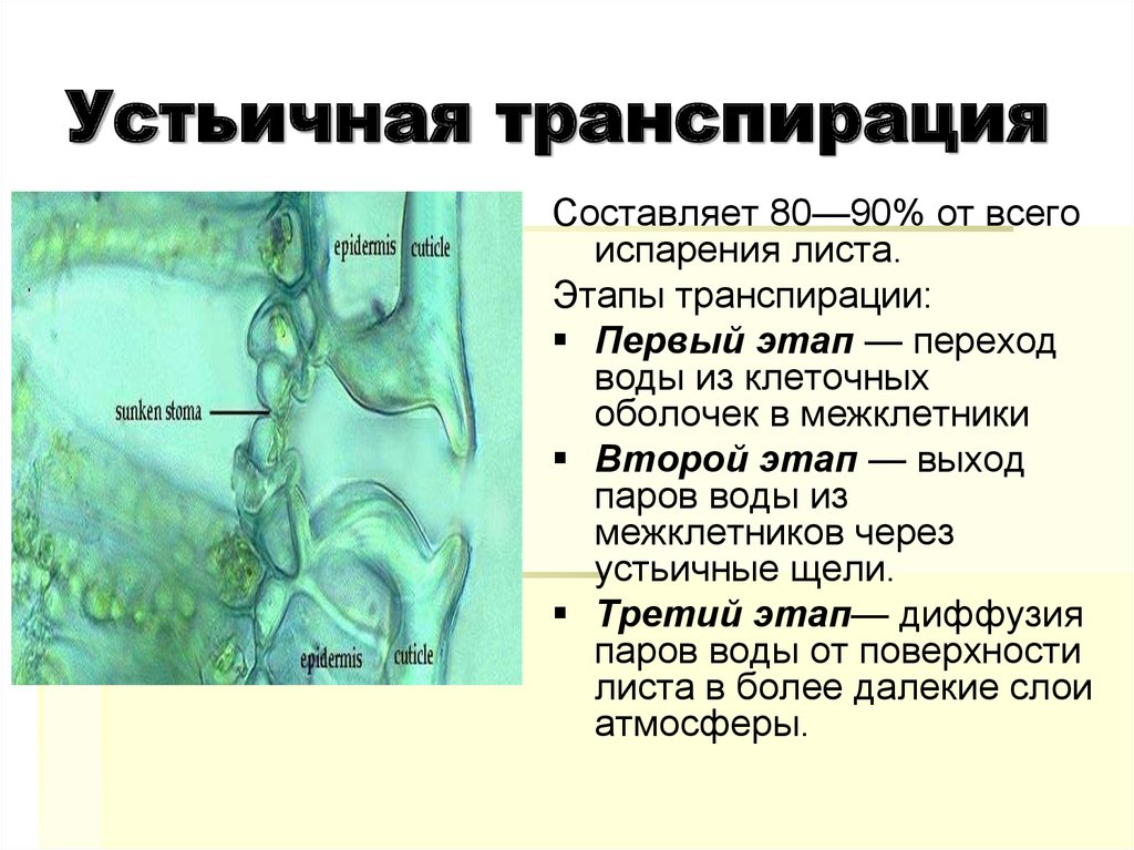 Транспирация это. Кутикулярная транспирация. Устьичная транспирация. Устьичная и кутикулярная транспирация. Транспирация через устьица.