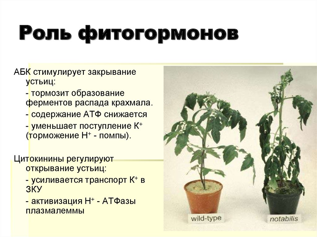 Распад растений. Фитогормон ауксин. Гормоны растений фитогормоны. Фитогормоны функции. Гормоны растений функции.
