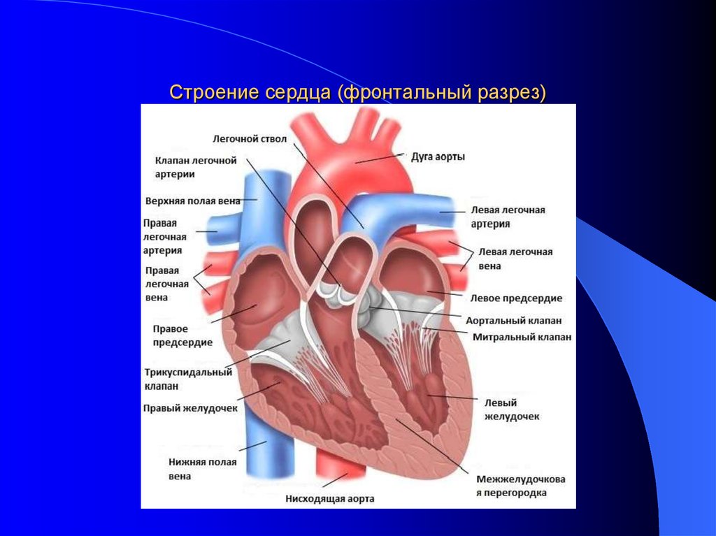 Правое предсердие аорта левый желудочек легкие левое. Строение сердца фронтальный разрез. Строение сердца срез. Схема строения сердца продольный разрез. Строение сердца схема продольного фронтального разреза.