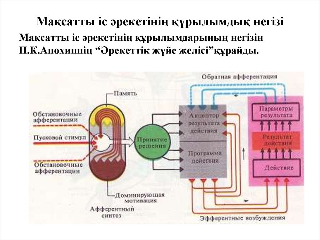 Принципиальная схема функциональной системы поведенческого уровня