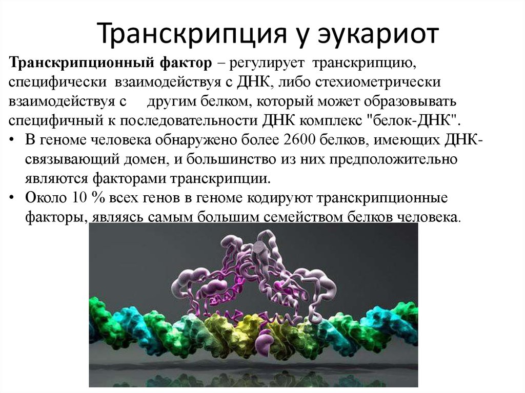 Гены эукариот содержат. Транскрипционный комплекс у эукариот. Транскрипционные факторы эукариот. Факторы транскрипции эукариот. Транскрипционные факторы.