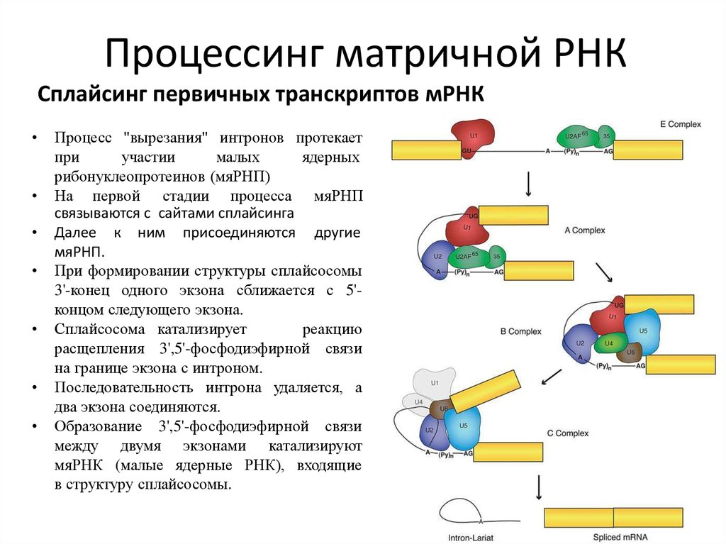 Разрушение рнк. Процессинг пре-МРНК У эукариот. Процессинг- созревание матричной РНК. Процессинг белка схема. Процессинг первичных транскриптов рибосомальной РНК.