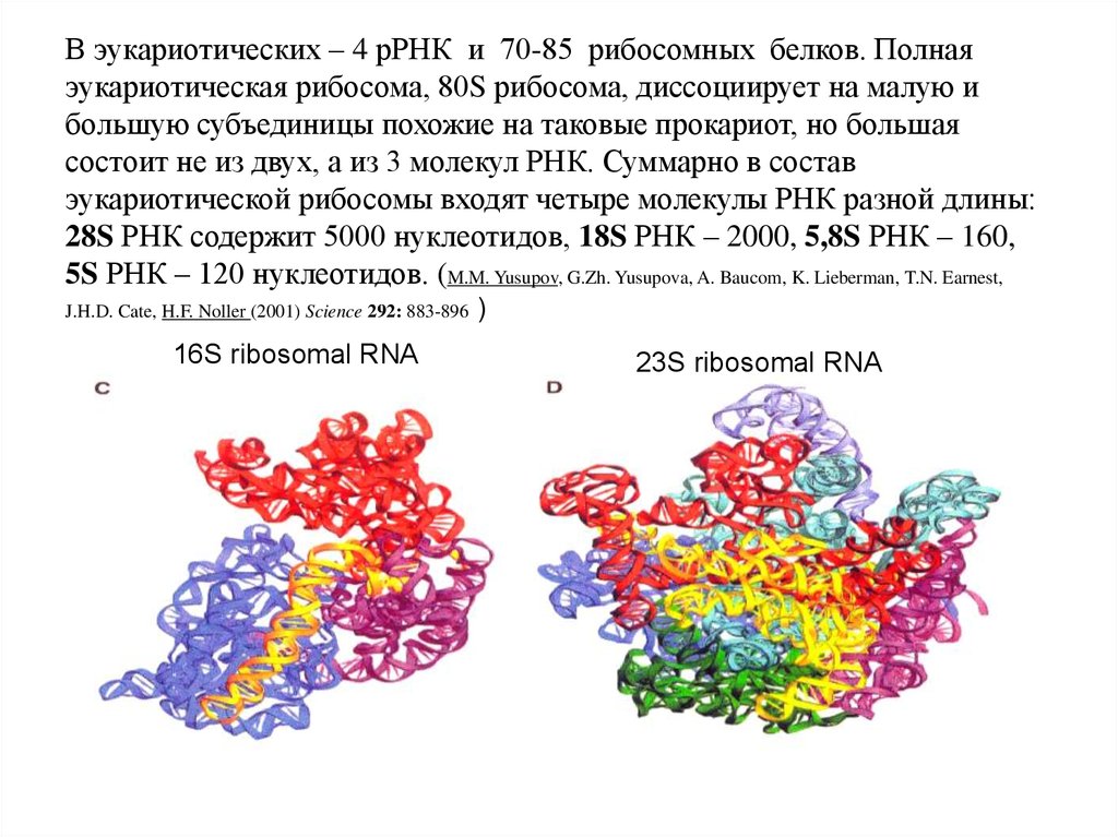 Биосинтез белка роль рнк