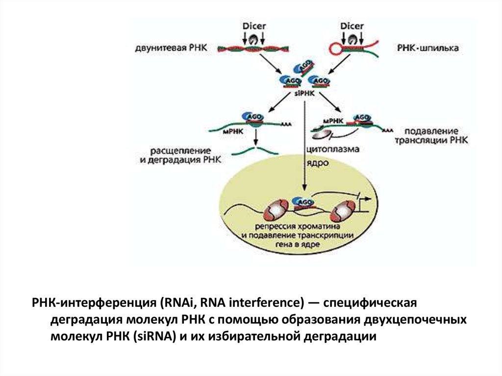 Интерференция рнк презентация